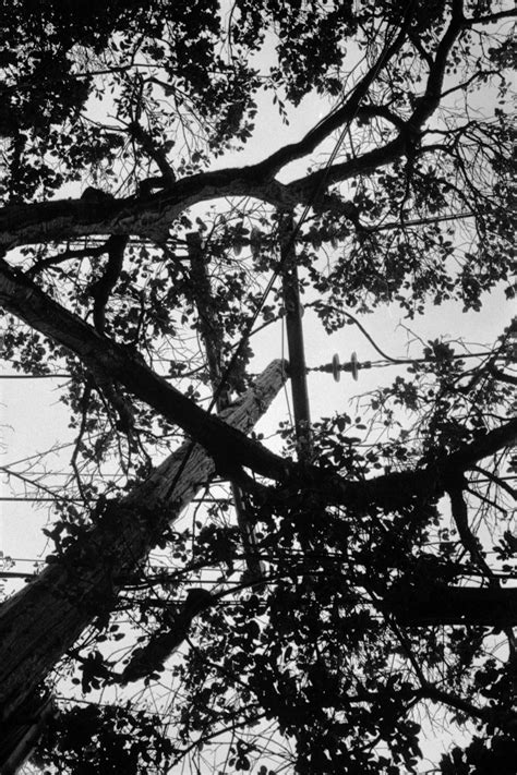 A Black And White Photo Of A Tall Tree Photo Free Oakland Image On