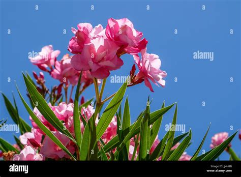 Nerium Oleander Double Pink Cultivar Stock Photo Alamy