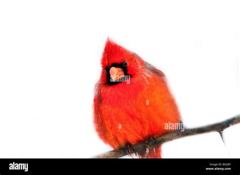 Striking Photograph Of Northern Cardinal Isolated On White Cardinalis