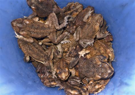 Methods Of Adult Cane Toad Control