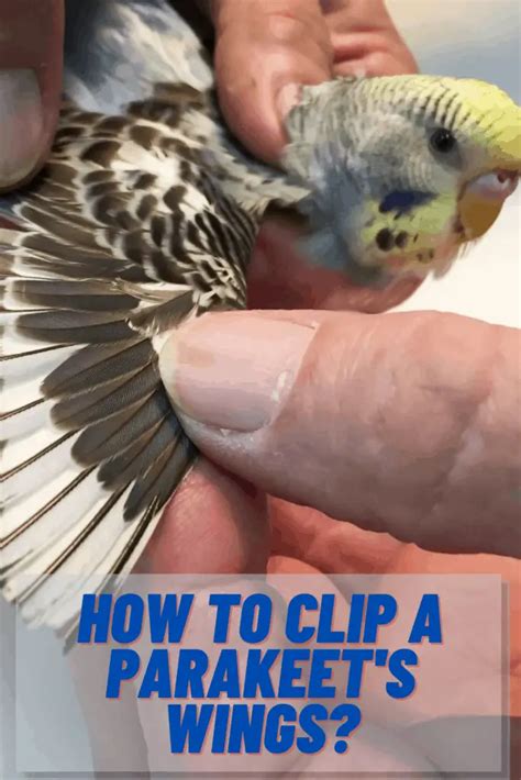 How To Clip And Trim Parakeet Or Budgies Wings 2022