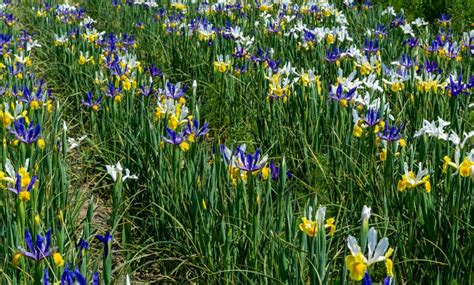 Magic Indigo Dutch Iris Flower Bulbs 45 90 180 Pack With Planting Tool Groupon