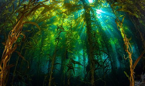 Kelp Forest Wallpapers Top Free Kelp Forest Backgrounds Wallpaperaccess