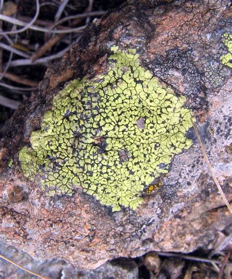 Hay otras traducciones para esta conjugación. lichen - Wiktionary