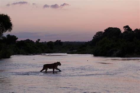 World Lion Day A Tribute To The King Of The Beasts Londolozi Blog