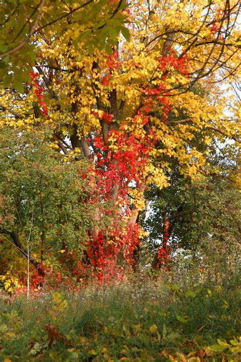 Autumn Colors Of Nature Stock Image Image Of Colors 102118777