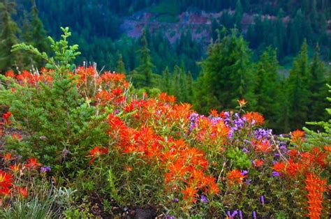 Mountainside Flowers Landscape Natural Landmarks Nature