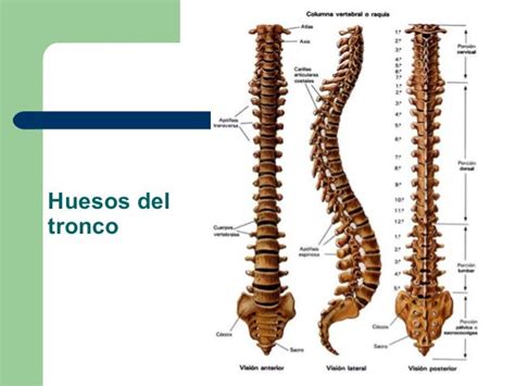 Huesos Del Tronco