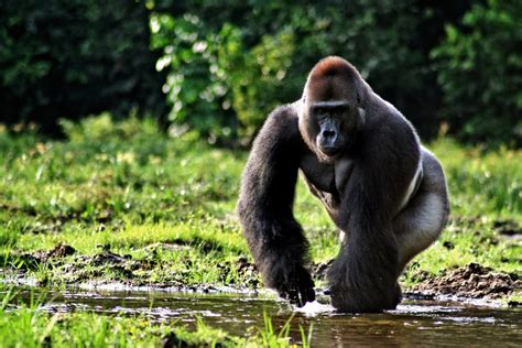 Western Gorilla The Life Of Animals
