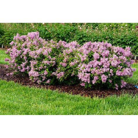 Spring Hill Nurseries Be Right Back Lilac Purple Flowering Shrub In 1