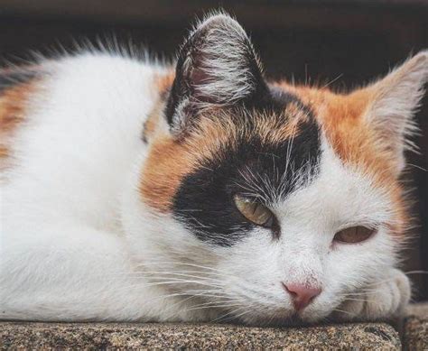 Vision changes, including loss of part of the vision or double vision can be from a tumor in the temporal lobe, occipital lobe, or brain stem. Brain tumor in cats: Cause | Symptoms | Treatment
