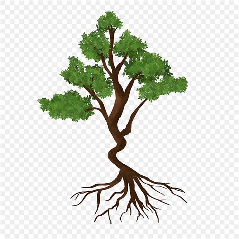 Rooted Tree Clipart Transparent Png Hd Populus Tree Root Clip Art