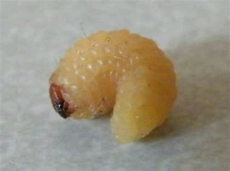 Acaね （ずっと真夜中でいいのに。） 曲などつくっています japanいます 2nd full album 『ぐされ』 2021.02.10 release www.youtube.com/zutomayo. 家の中に黄色い幼虫がいます。なんの虫でしょう？ - OKWAVE