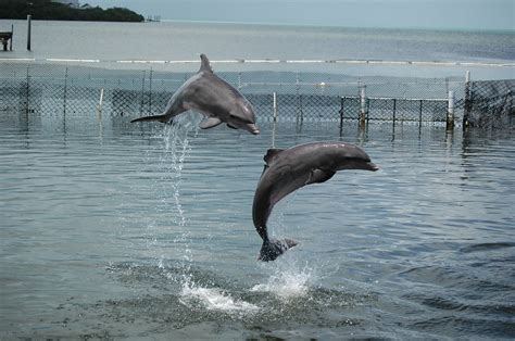Dolphins Show Off Dolphins At The Dolphin Research Center Flickr