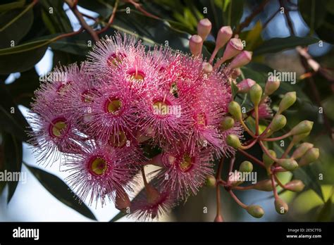 Red Flowering Gum Tree With Flowers And Buds Stock Photo Alamy