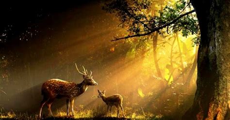 Sun Forest Animal Deer Photo Hd Wallpaper Wallpapers Quality