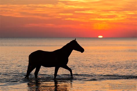 Horse Sea Sunrise Sky Silhouette Edyta Trojańska Koch