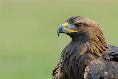 German Eagle Stock Photos Pictures And Royalty Free Images Istock