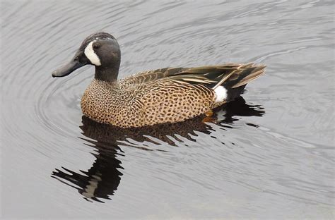 Blue Winged Teal Duck Photograph By Lindy Pollard Pixels