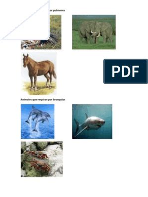 Animales que respiran por la piel, también llamada respiración cutánea, entre estos tenemos los anfibios, equinodermos y anélidos. Dibujos Para Colorear De Animales Que Respiran Por Los ...