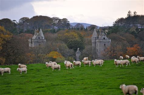 Cluny Castle With Grazing Sheep Aberdeenshire Scotland Aberdeenshire