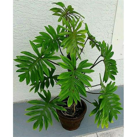 Jual Tanaman Hias Philodendron Mayoi Tanaman Philo Mayoi Segar Dan Berkualitas Shopee Indonesia