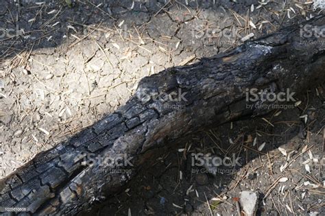 Damaged By Fire Has Burned Pine Trees In The Forest Stock Photo