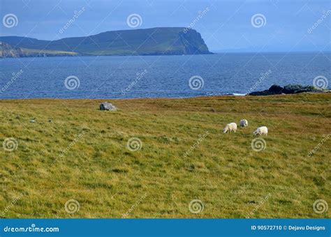 吃草在neist点的绵羊三重奏在苏格兰 库存照片 图片 包括有 绿色 海景 小山 空降阵地 岩石 90572710