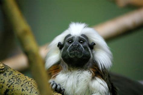 El Tití Cabeciblanco Solo Habita En Colombia Y Está En Vía De Extinción