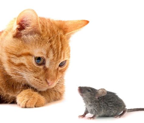 Cat And Mouse