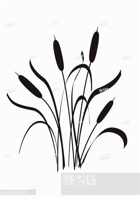 Cattail Drawing At Getdrawings Free Download