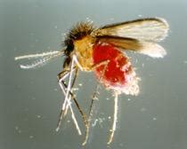 Phlebotomine Sand Fly Image Eurekalert Science News Releases