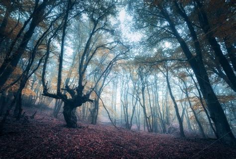 Scary Forest In Fog In Autumn Containing Forest Tree And Fog Autumn