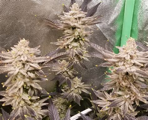 Planet Of The Grapes R1 From Ethos Dude Grows Show