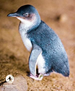 Mongabay is the world's most popular source for information on tropical forests. fairy penguin - Liberal Dictionary
