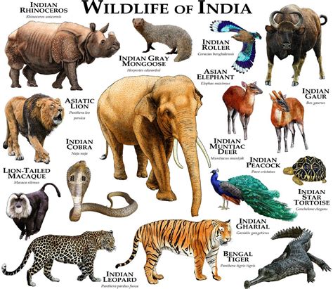 Extinct Animals List In India