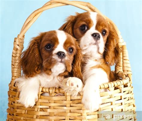 We look forward to helping you find your next family member. Papier peint Cavalier King Charles Spaniel Puppy • Pixers ...