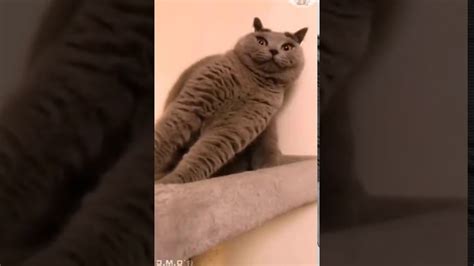 Funny Cats Compilation 2020 Youtube
