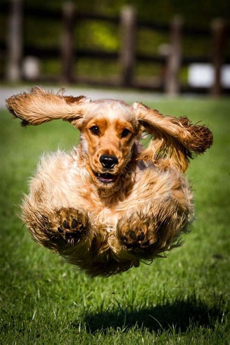 I live with dogs (one short and one long hair breed). 15 Charming And Funny Photos Of Cocker Spaniels | Page 3 of 4 | PetPress