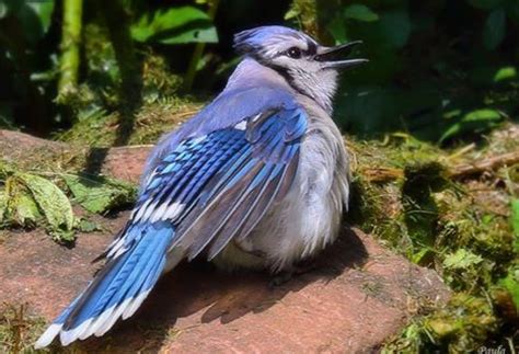 9 Things To Know About Blue Jays Peis Provincial Bird Cbc News