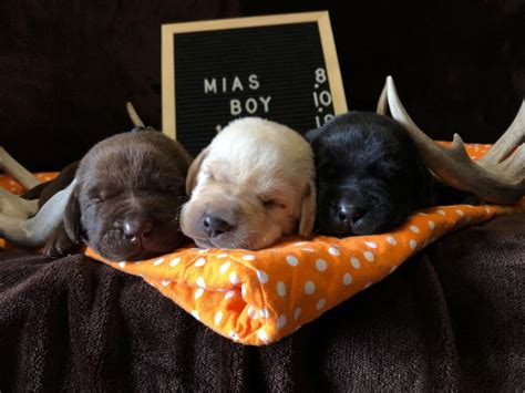 Sort by beautiful puppies for sale mum is kc reg lab cross kg reg cocker ( cockerdor) she was covered by my beautiful kc registers labrador he is hip and elbow scored and dna tested clear as is grandad charcoal/grey labrador x retriever puppies. AKC Lab Breeder Texas - AKC Lab Puppies for sale Houston ...