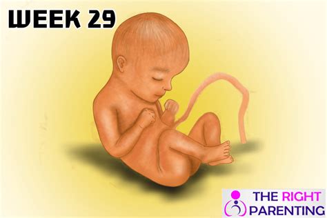 Pregnancy Symptoms Week 29 Week By Week Pregnancy