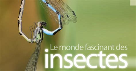 Le Monde Fascinant Des Insectes Éditions Multimondes
