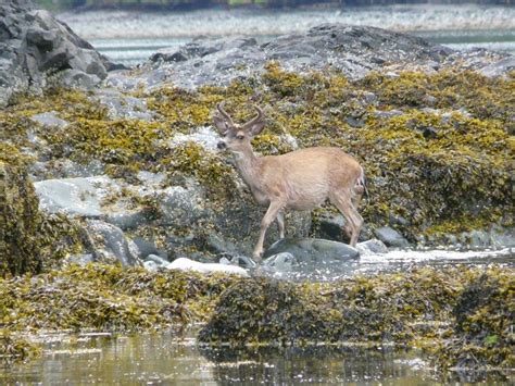 Sitka Black Tailed Deer Haida Gwaii Mammals And Amphibians