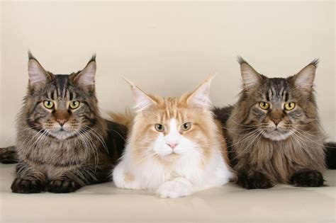 Three Maine Coon Cats Free Stock Photo Public Domain Pictures