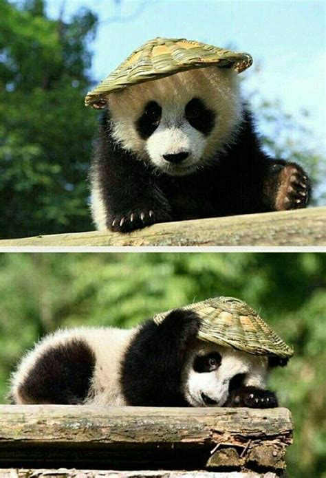 Pin By Lily Lahr On Pandas Cute Animals Panda Bear Panda