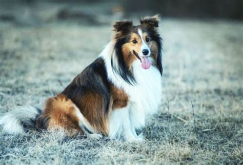 What Diseases Do Shelties Have