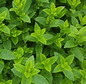 Herb Mint - Moroccan (Mentha spicata) | Farmyard Nurseries
