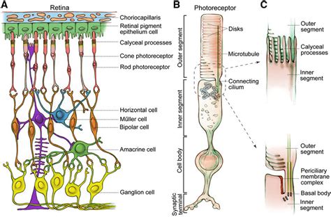 Schematic Diagrams Of The Retina And Photoreceptor A Cellular