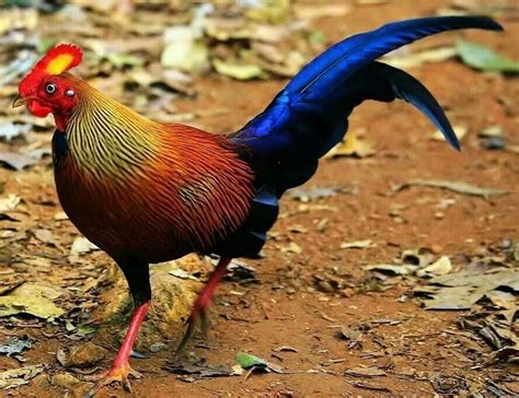 Lankan Jungle Fowl Beautiful Chickens Pet Birds Beautiful Birds